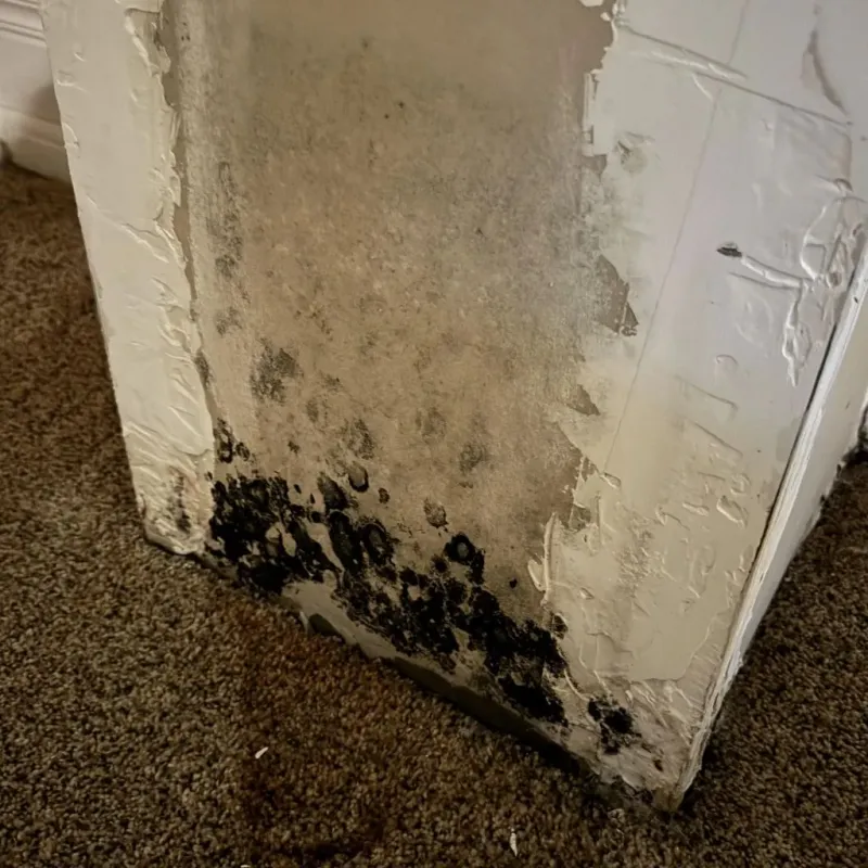 Professional Mold Removal in Rising Sun, MD